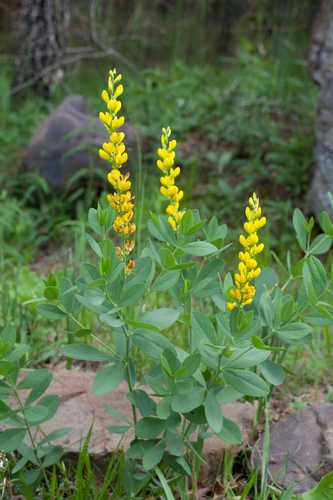 Baptisia sphaerocarpa #1